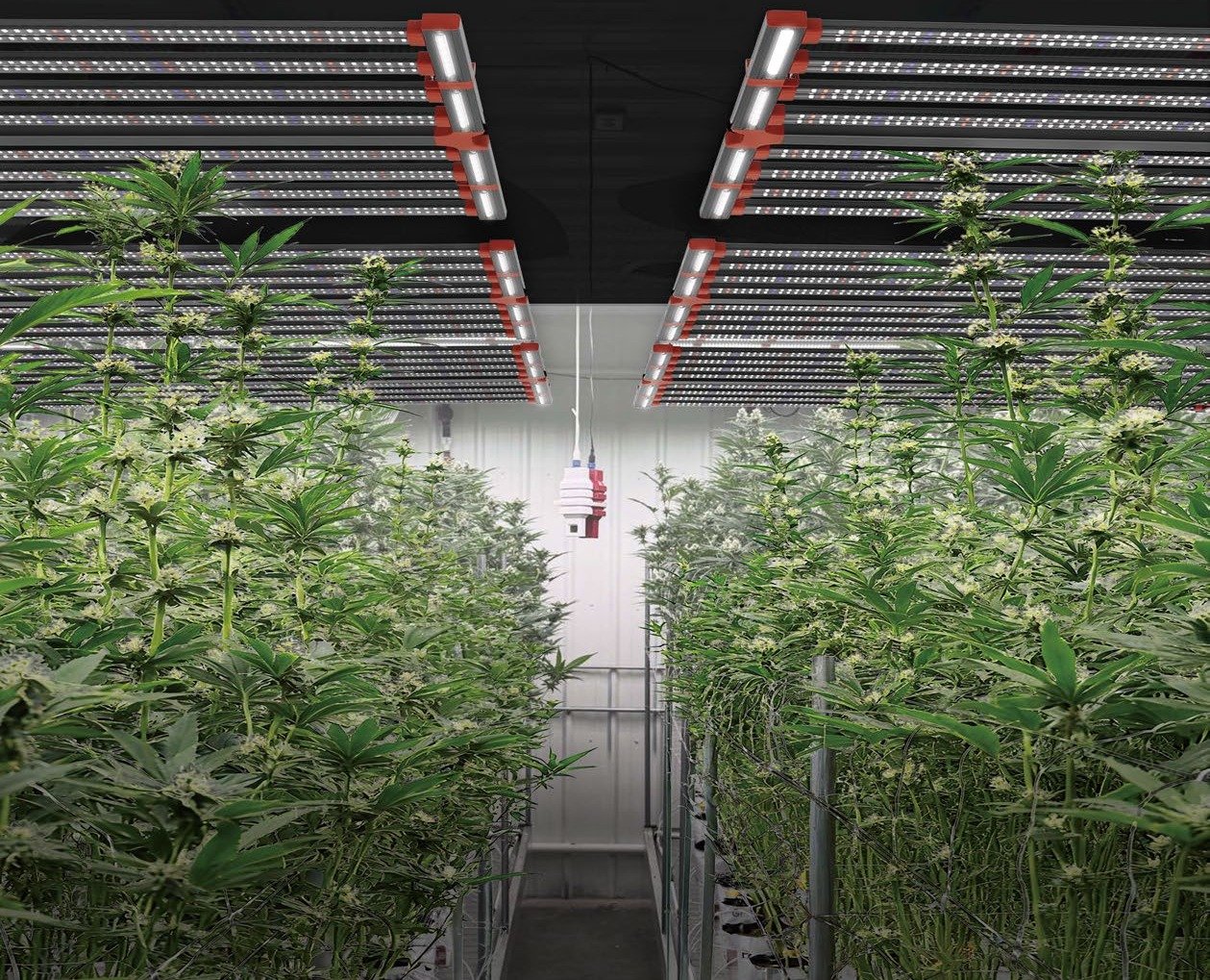 GL100 commercial grow lights over plants