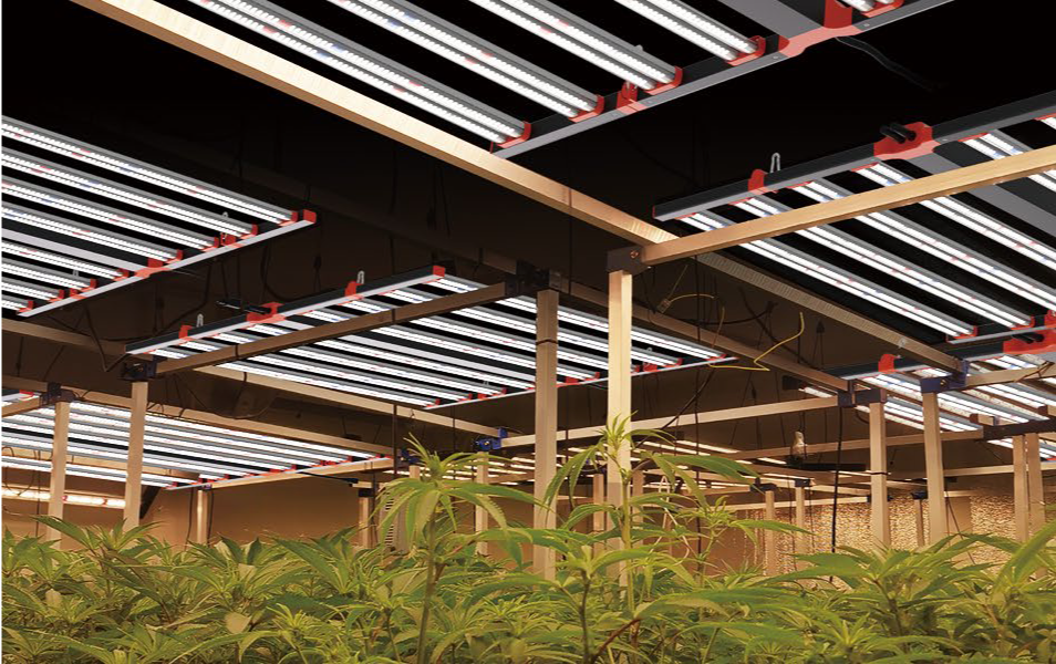 GL82 commercial grow lighting installation