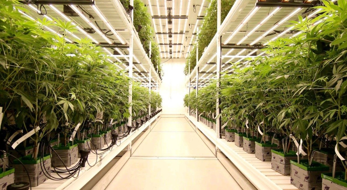 G91 commercial cultivation facility